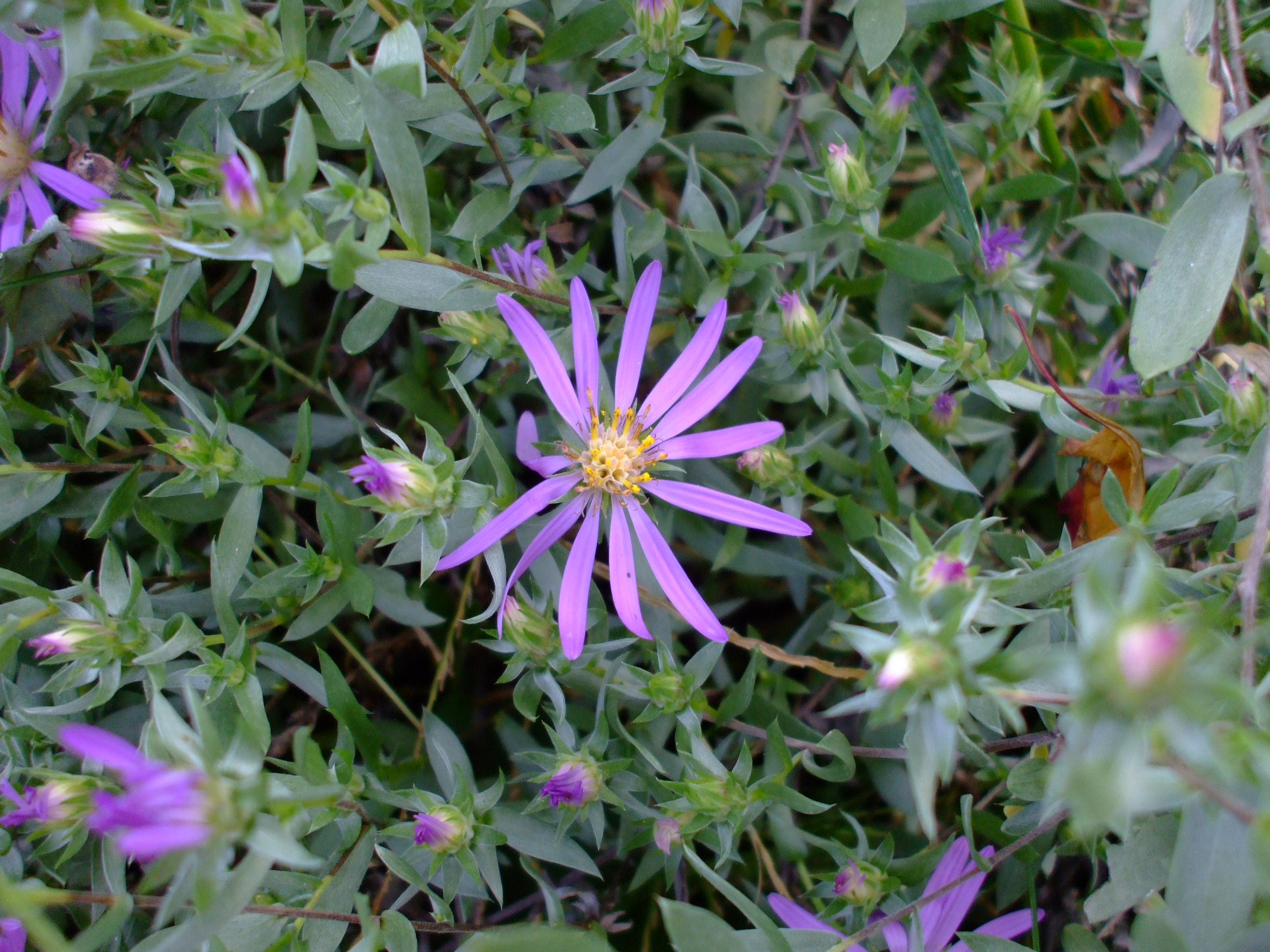 Symphyotrichum sericeum